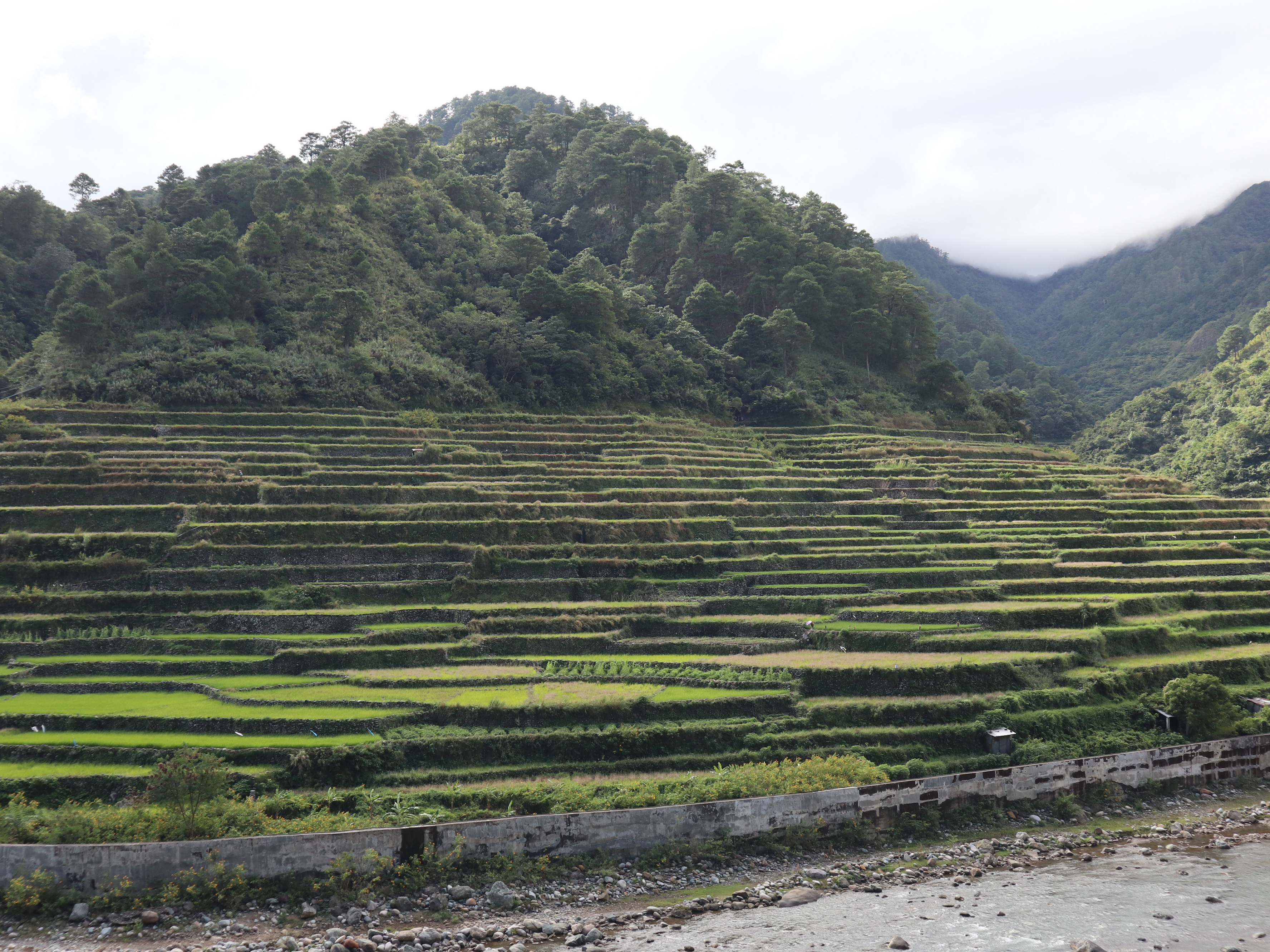 Kadchog Rice Terraces