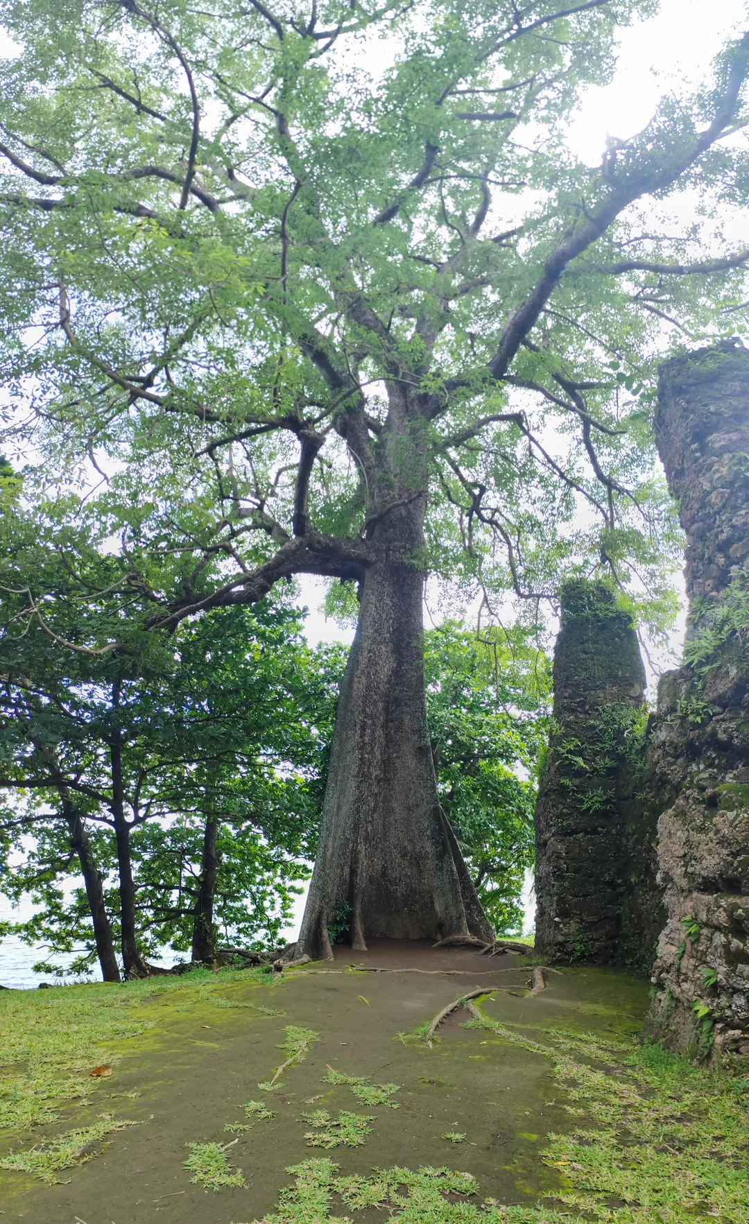 Camiguin Centennial Tree